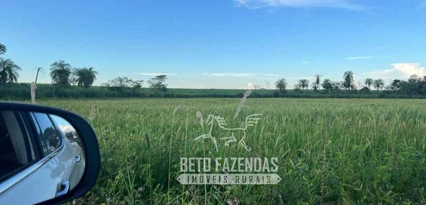Fazenda Produtiva à Venda 9.128 ha com Alta Rentabilidade | Dourados/ MS