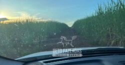 Fazenda Produtiva à Venda 9.128 ha com Alta Rentabilidade | Dourados/ MS