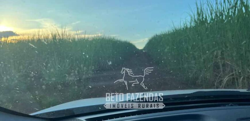 Fazenda Produtiva à Venda 9.128 ha com Alta Rentabilidade | Dourados/ MS