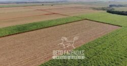 Fazenda Produtiva à Venda 9.128 ha com Alta Rentabilidade | Dourados/ MS