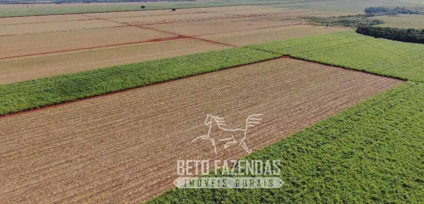 Fazenda Produtiva à Venda 9.128 ha com Alta Rentabilidade | Dourados/ MS