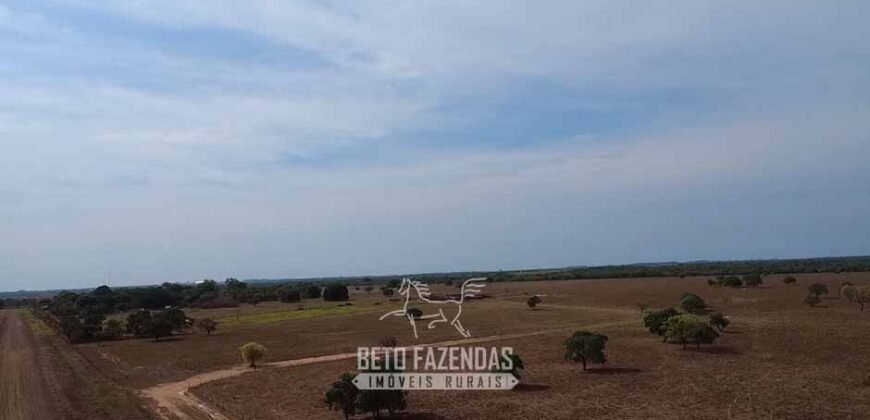 Venda de Fazenda 33.000 Has Lavoura e Pecuária Logística e Armazenamento | Porto Alegre do Norte/MT