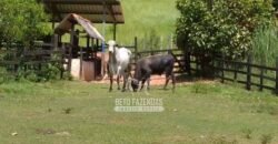 Sítio à Venda 10 Alqueires Paraíso Rural | Rio Preto/MG