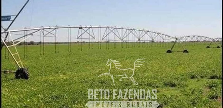 A Melhor Fazenda da Região 9.000 Hectares Agricultura e Pecuária | São João d’Aliança/ GO