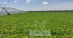 A Melhor Fazenda da Região 9.000 Hectares Agricultura e Pecuária | São João d’Aliança/ GO