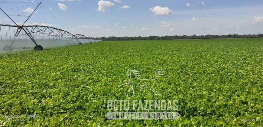 A Melhor Fazenda da Região 9.000 Hectares Agricultura e Pecuária | São João d’Aliança/ GO