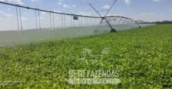 A Melhor Fazenda da Região 9.000 Hectares Agricultura e Pecuária | São João d’Aliança/ GO