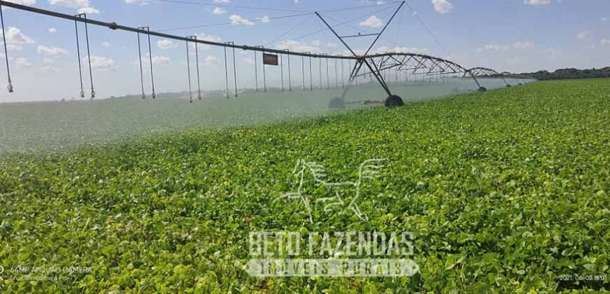 A Melhor Fazenda da Região 9.000 Hectares Agricultura e Pecuária | São João d’Aliança/ GO