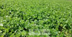 A Melhor Fazenda da Região 9.000 Hectares Agricultura e Pecuária | São João d’Aliança/ GO