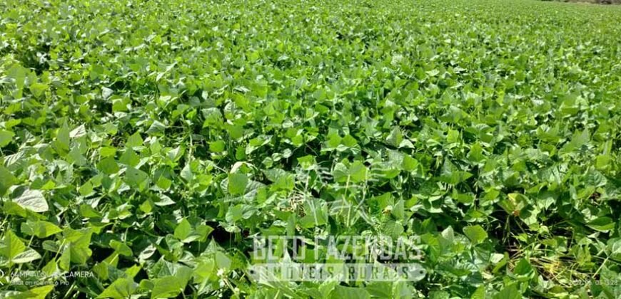 A Melhor Fazenda da Região 9.000 Hectares Agricultura e Pecuária | São João d’Aliança/ GO