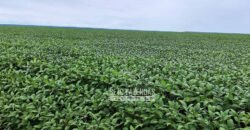 A Melhor Fazenda da Região 9.000 Hectares Agricultura e Pecuária | São João d’Aliança/ GO