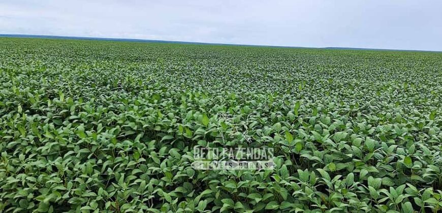 A Melhor Fazenda da Região 9.000 Hectares Agricultura e Pecuária | São João d’Aliança/ GO