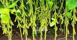 A Melhor Fazenda da Região 9.000 Hectares Agricultura e Pecuária | São João d’Aliança/ GO