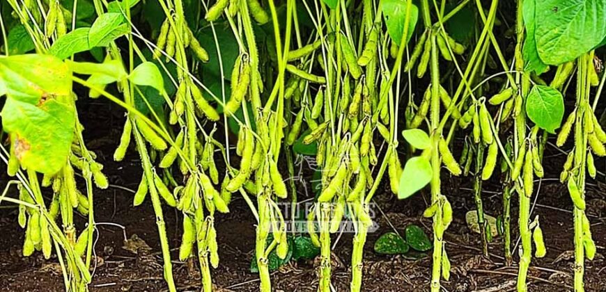 A Melhor Fazenda da Região 9.000 Hectares Agricultura e Pecuária | São João d’Aliança/ GO