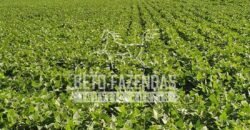 A Melhor Fazenda da Região 9.000 Hectares Agricultura e Pecuária | São João d’Aliança/ GO