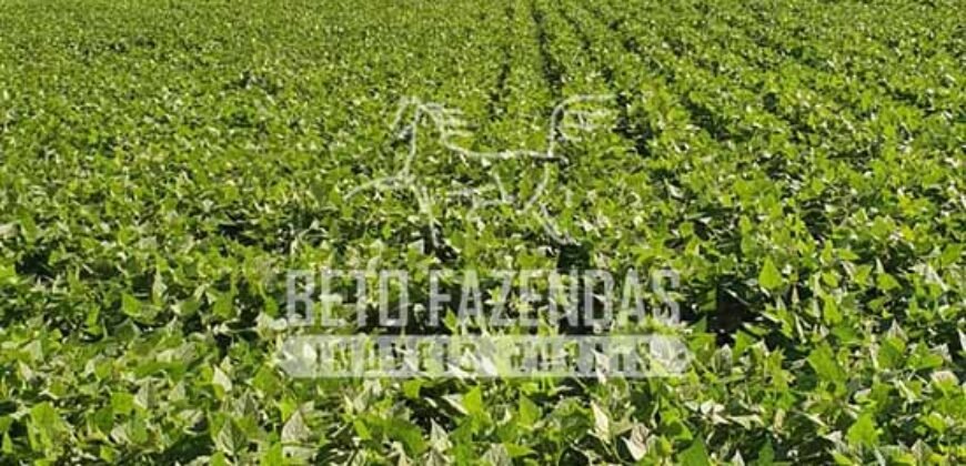 A Melhor Fazenda da Região 9.000 Hectares Agricultura e Pecuária | São João d’Aliança/ GO