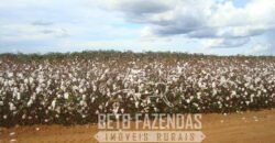 A Melhor Fazenda da Região 9.000 Hectares Agricultura e Pecuária | São João d’Aliança/ GO