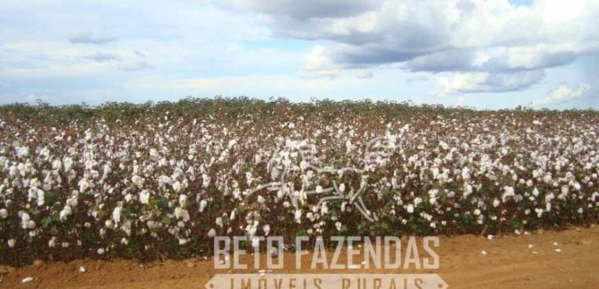 A Melhor Fazenda da Região 9.000 Hectares Agricultura e Pecuária | São João d’Aliança/ GO