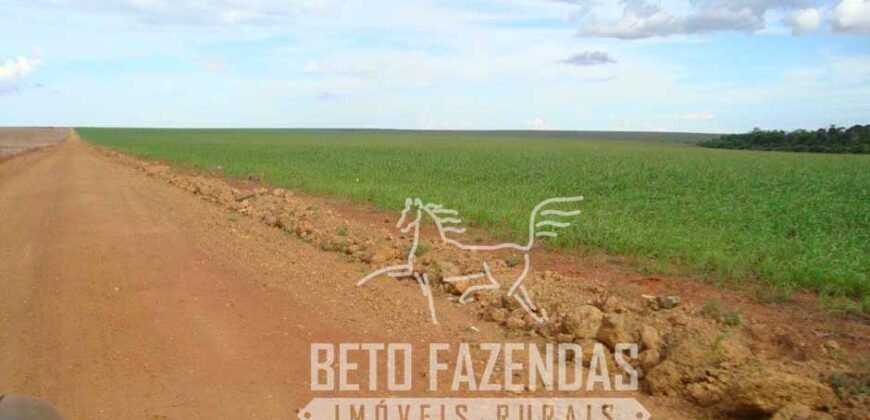 A Melhor Fazenda da Região 9.000 Hectares Agricultura e Pecuária | São João d’Aliança/ GO