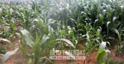 A Melhor Fazenda da Região 9.000 Hectares Agricultura e Pecuária | São João d’Aliança/ GO