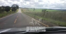 A Melhor Fazenda da Região 9.000 Hectares Agricultura e Pecuária | São João d’Aliança/ GO