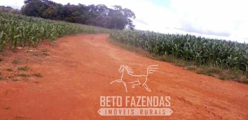 A Melhor Fazenda da Região 9.000 Hectares Agricultura e Pecuária | São João d’Aliança/ GO