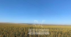 A Melhor Fazenda da Região 9.000 Hectares Agricultura e Pecuária | São João d’Aliança/ GO