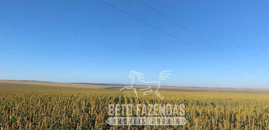 A Melhor Fazenda da Região 9.000 Hectares Agricultura e Pecuária | São João d’Aliança/ GO