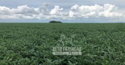 Extraordinária Fazenda à Venda 39.000 Has Investimento no Agronegócio | Confresa-MT