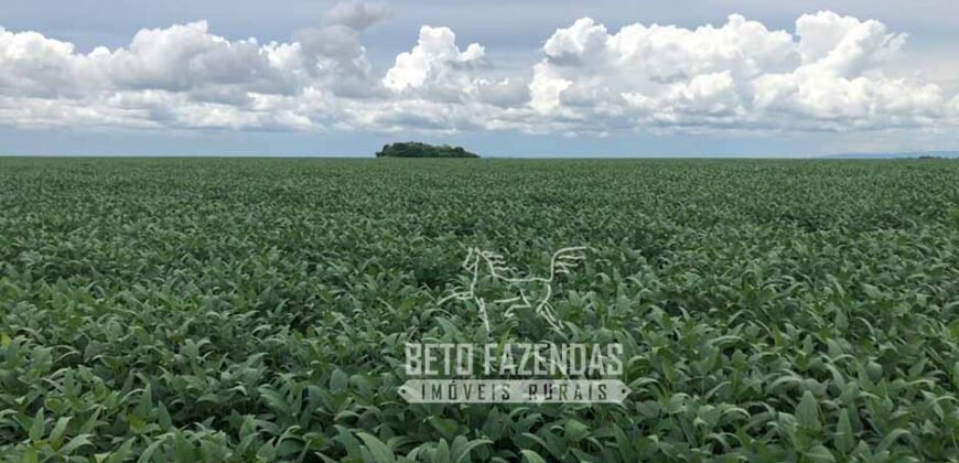 Extraordinária Fazenda à Venda 39.000 Has Investimento no Agronegócio | Confresa-MT