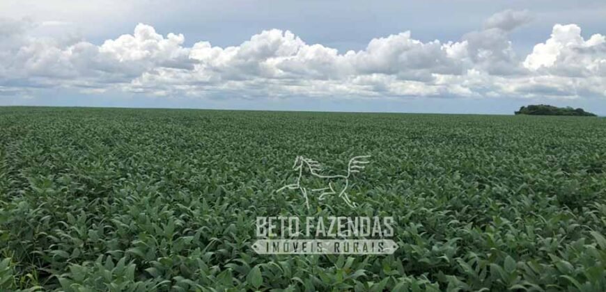 Extraordinária Fazenda à Venda 39.000 Has Investimento no Agronegócio | Confresa-MT