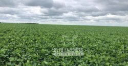 Extraordinária Fazenda à Venda 39.000 Has Investimento no Agronegócio | Confresa-MT