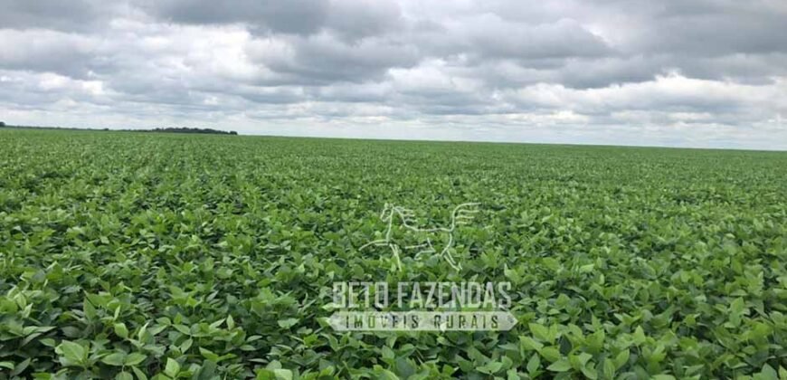 Extraordinária Fazenda à Venda 39.000 Has Investimento no Agronegócio | Confresa-MT