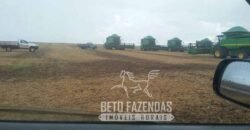 Extraordinária Fazenda à Venda 39.000 Has Investimento no Agronegócio | Confresa-MT