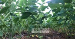 Extraordinária Fazenda à Venda 39.000 Has Investimento no Agronegócio | Confresa-MT