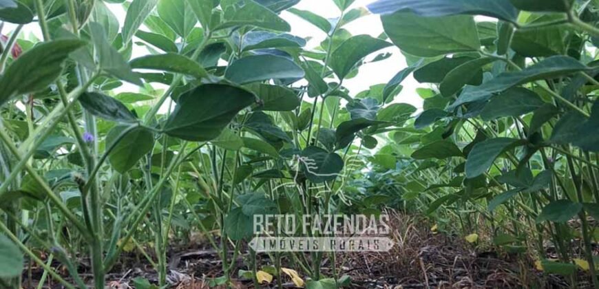 Extraordinária Fazenda à Venda 39.000 Has Investimento no Agronegócio | Confresa-MT