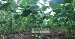 Extraordinária Fazenda à Venda 39.000 Has Investimento no Agronegócio | Confresa-MT