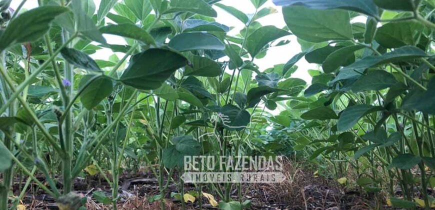 Extraordinária Fazenda à Venda 39.000 Has Investimento no Agronegócio | Confresa-MT