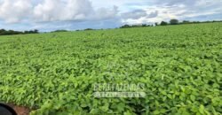 Extraordinária Fazenda à Venda 39.000 Has Investimento no Agronegócio | Confresa-MT