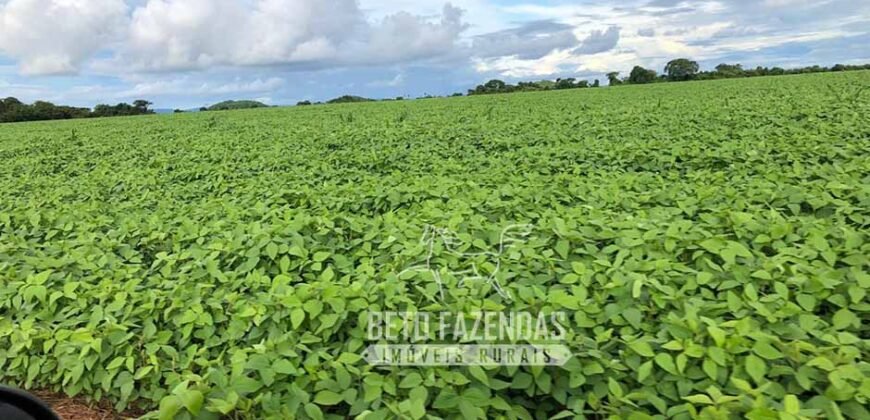 Extraordinária Fazenda à Venda 39.000 Has Investimento no Agronegócio | Confresa-MT