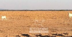 Extraordinária Fazenda à Venda 39.000 Has Investimento no Agronegócio | Confresa-MT