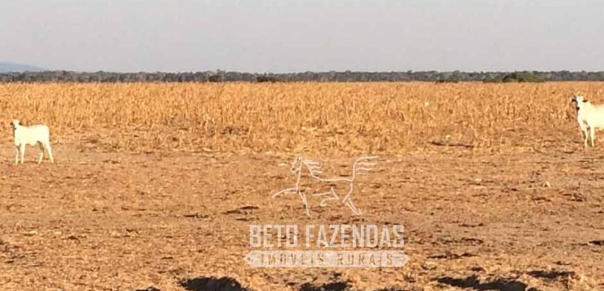 Extraordinária Fazenda à Venda 39.000 Has Investimento no Agronegócio | Confresa-MT