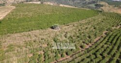 Fazenda à Venda 944 Has Café, Pecuária e Áreas de Preservação Permanente | Bom Sucesso | MG