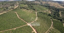 Fazenda à Venda 944 Has Café, Pecuária e Áreas de Preservação Permanente | Bom Sucesso | MG
