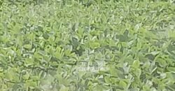 Fazenda à Venda 15.000 Hectares Alta Produtividade e Excelente Logística | Itiquira/ MT