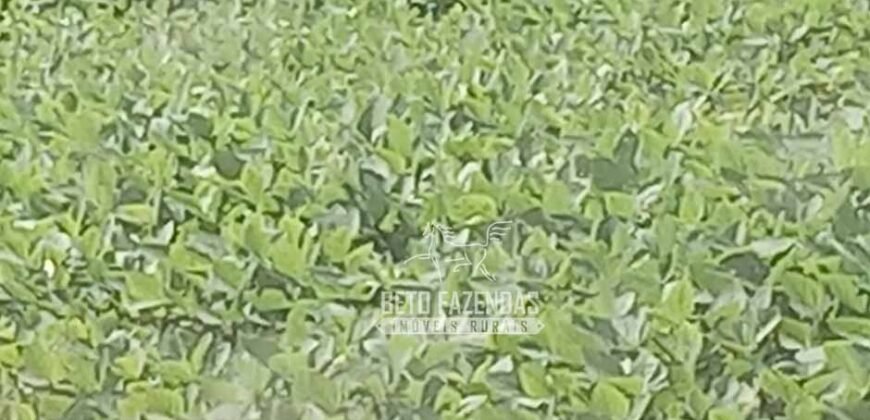 Fazenda à Venda 15.000 Hectares Alta Produtividade e Excelente Logística | Itiquira/ MT