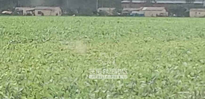 Fazenda à Venda 15.000 Hectares Alta Produtividade e Excelente Logística | Itiquira/ MT