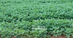 Fazenda à Venda 15.000 Hectares Alta Produtividade e Excelente Logística | Itiquira/ MT