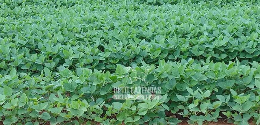 Fazenda à Venda 15.000 Hectares Alta Produtividade e Excelente Logística | Itiquira/ MT