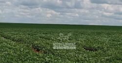 Fazenda à Venda 15.000 Hectares Alta Produtividade e Excelente Logística | Itiquira/ MT
